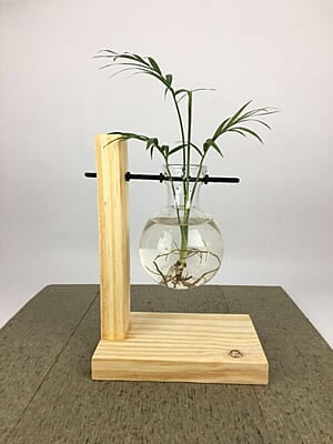 Serene Home Decor Elegant Glass Vase with Chamaedorea Elegans and Wooden Stand