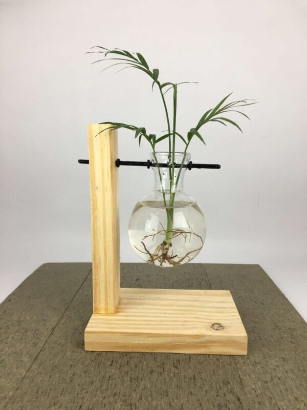 Serene Home Decor Elegant Glass Vase with Chamaedorea Elegans and Wooden Stand Serene Home Decor Elegant Glass Vase with Chamaedorea Elegans and Wooden Stand