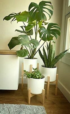 Serene Home Decor White Ceramic Vase with Monstera Deliciosa and Light Wood Stand