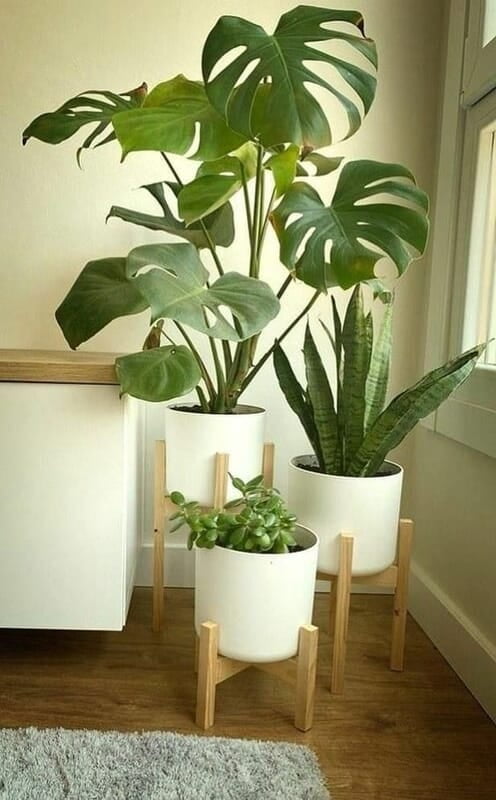 Serene Home Decor White Ceramic Vase with Monstera Deliciosa and Light Wood Stand Serene Home Decor White Ceramic Vase with Monstera Deliciosa and Light Wood Stand